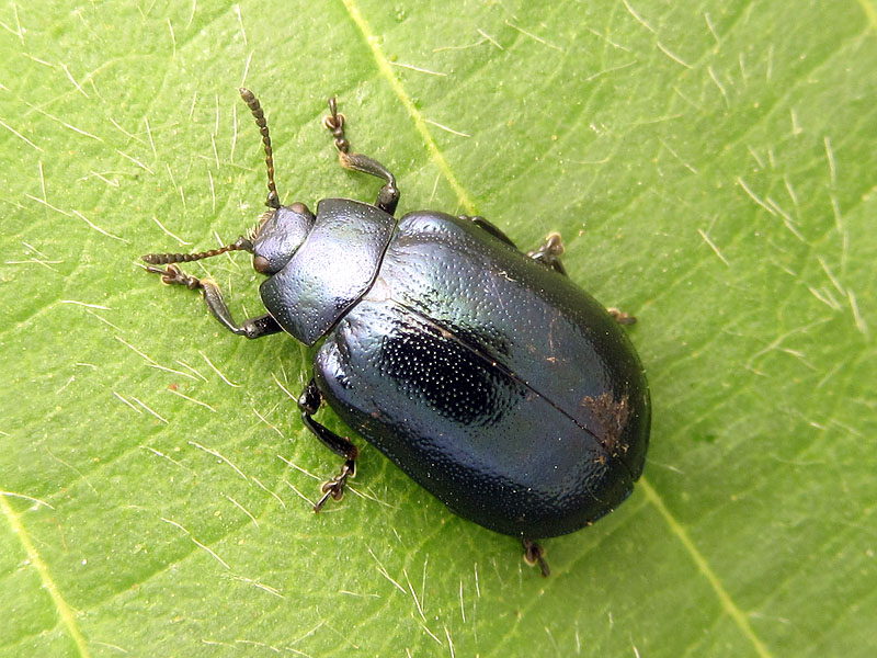 Chrysomelidae: Plagiosterna (= Linaeidea) aenea